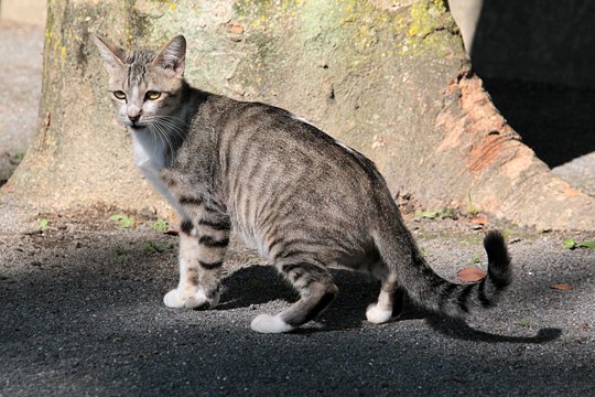 太田区のねこ