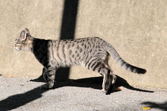 太田区のねこ