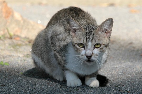 太田区のねこ