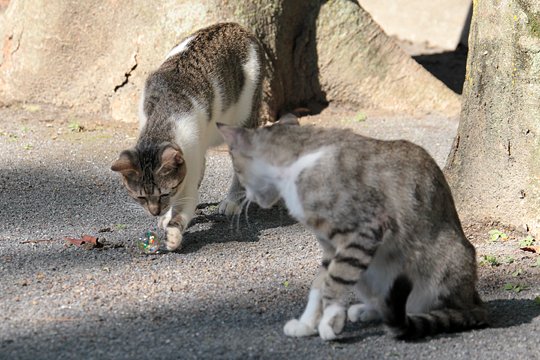 太田区のねこ