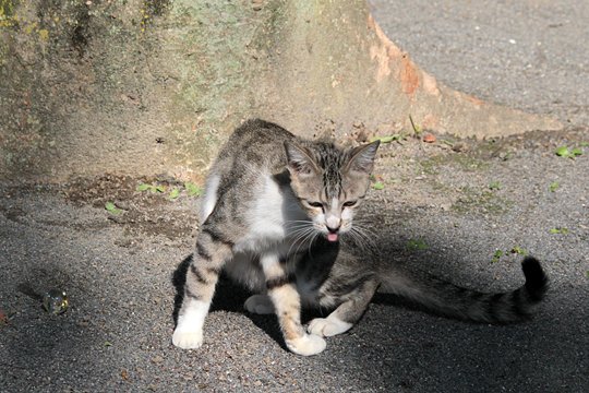 太田区のねこ