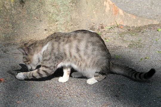 太田区のねこ