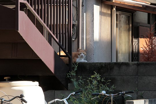 太田区のねこ