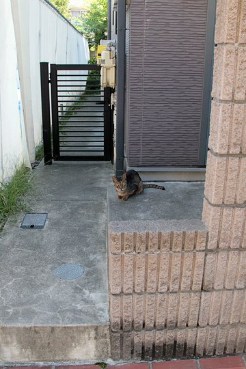 太田区のねこ