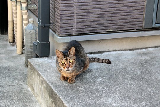太田区のねこ