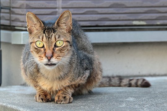 太田区のねこ