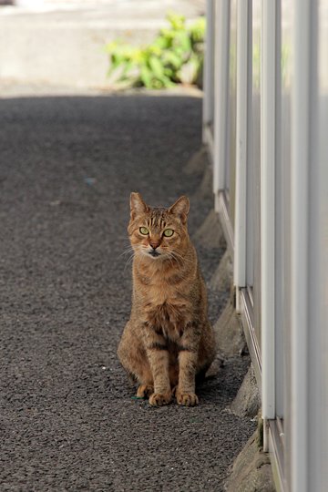 太田区のねこ