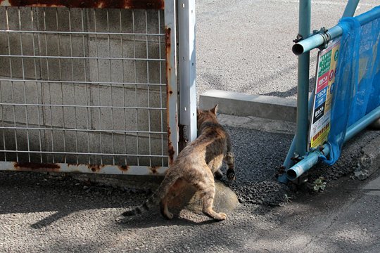 太田区のねこ