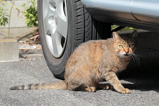 太田区のねこ