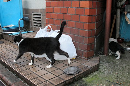 太田区のねこ