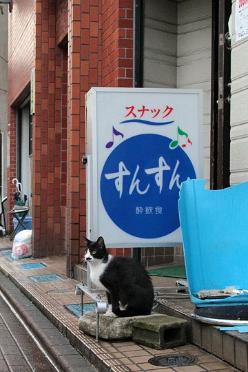 太田区のねこ