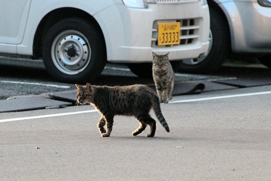 太田区のねこ