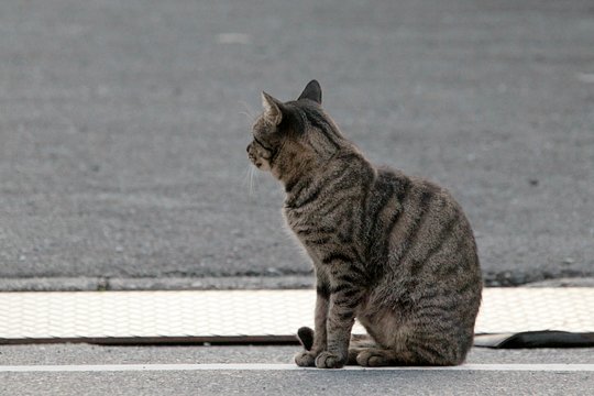 太田区のねこ