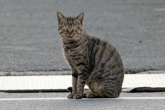 太田区のねこ