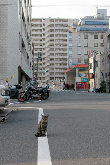 太田区のねこ