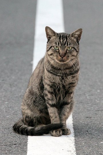 太田区のねこ