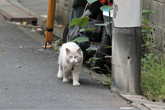 太田区のねこ