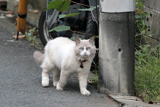 太田区のねこ