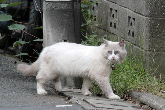 太田区のねこ