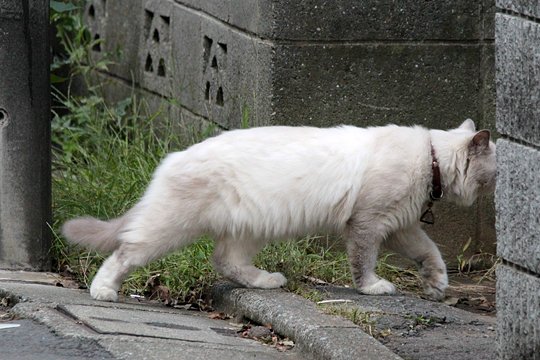 太田区のねこ