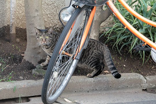 太田区のねこ
