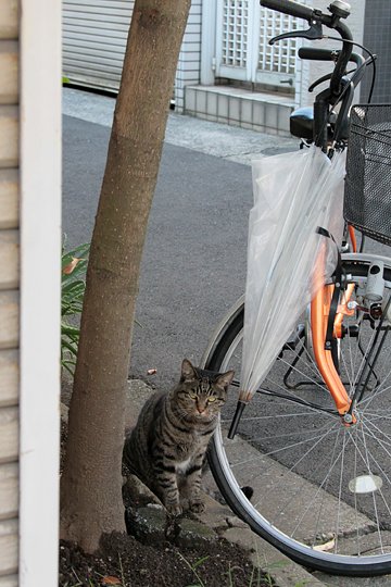 太田区のねこ
