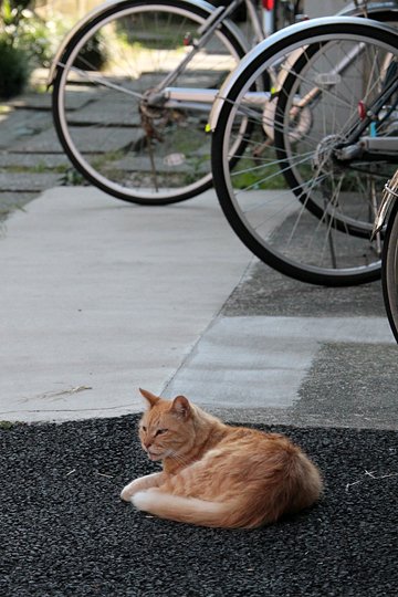 太田区のねこ
