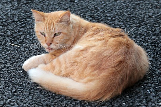 太田区のねこ
