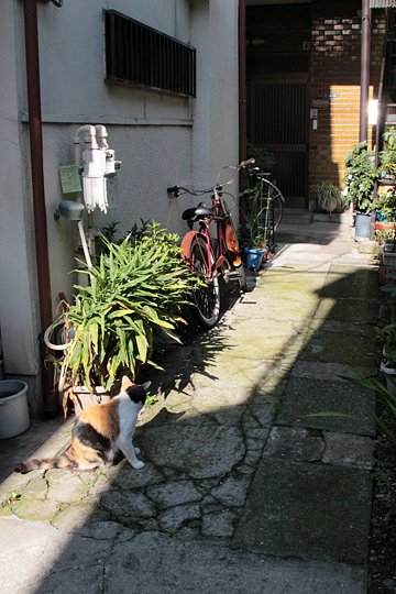 太田区のねこ