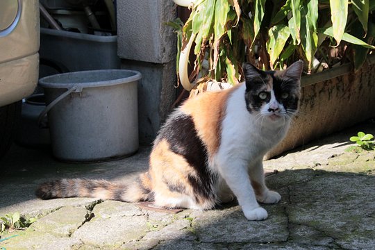 太田区のねこ