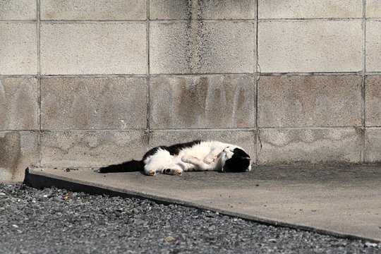 太田区のねこ