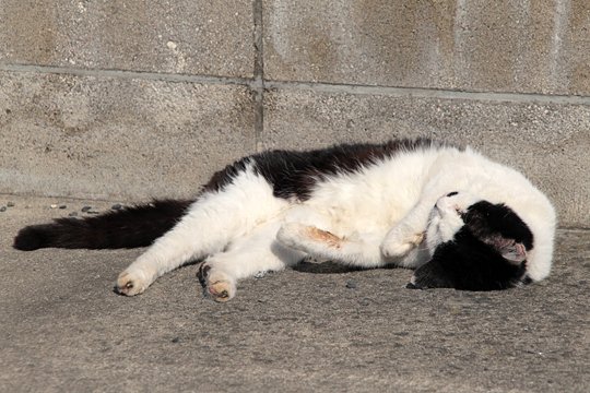 太田区のねこ