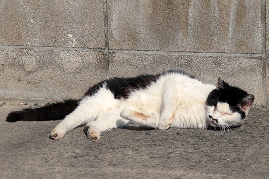 太田区のねこ