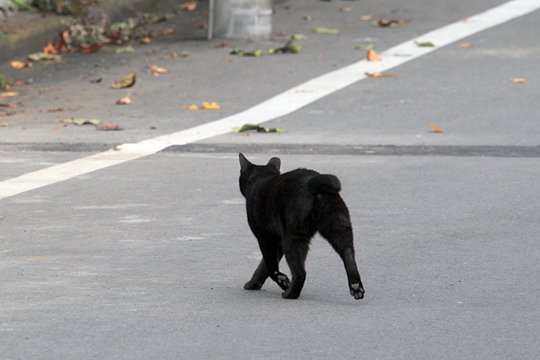 太田区のねこ
