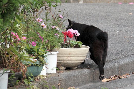 太田区のねこ