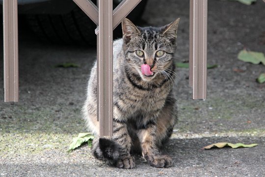 太田区のねこ