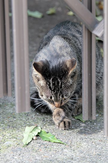 太田区のねこ