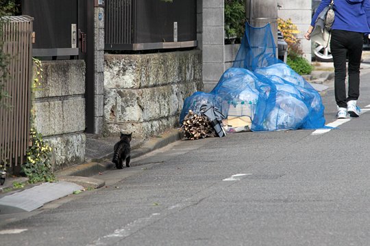 太田区のねこ