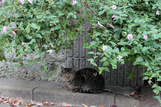 太田区のねこ
