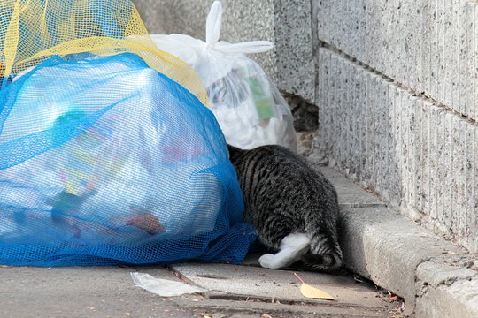 太田区のねこ