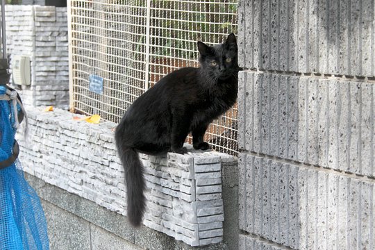 太田区のねこ