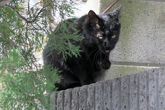 太田区のねこ