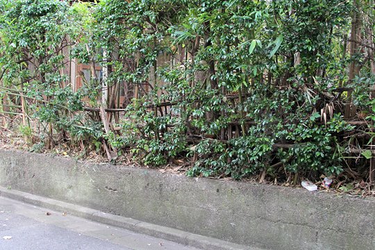 太田区のねこ