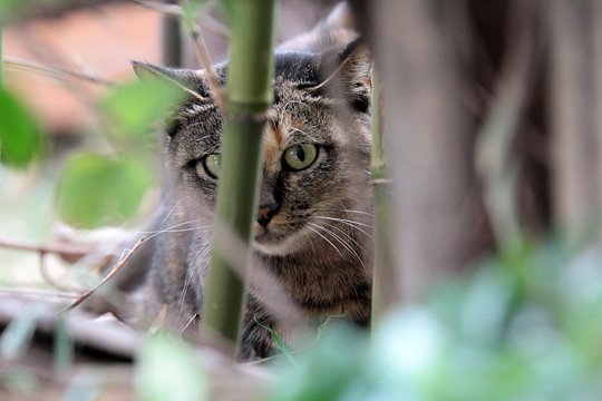 太田区のねこ