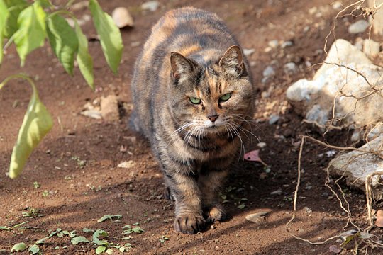 太田区のねこ