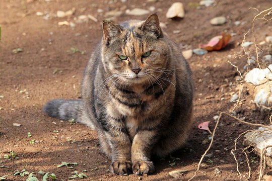 太田区のねこ