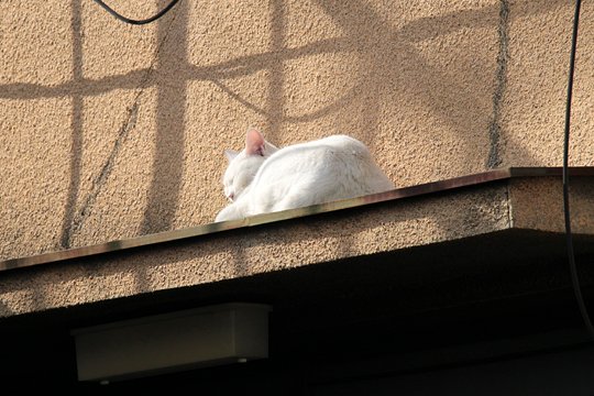 太田区のねこ