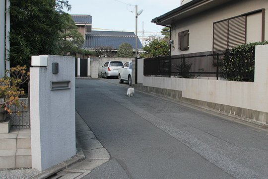 太田区のねこ