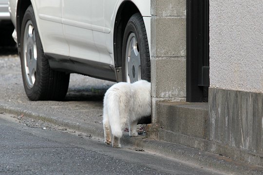 太田区のねこ