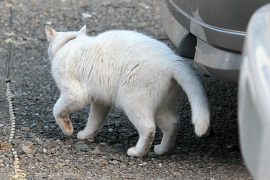 太田区のねこ